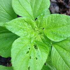 nature plant color