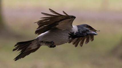 flying dark grey crow on nature background