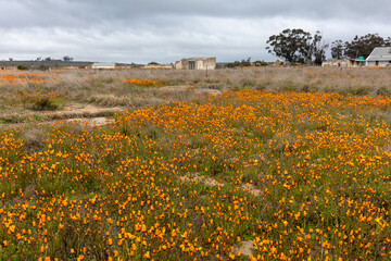 Landscape of multi-color, bright wilds flowers and houses in late autumn and spring in Namaqualand, South Africa