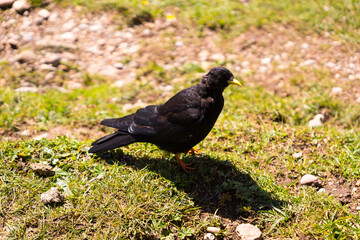 alpin chough 