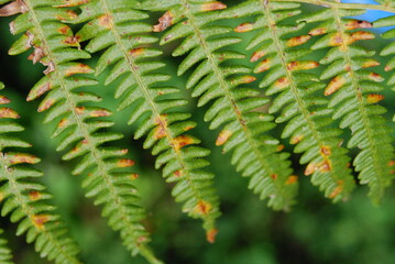 planta natureza verde folha