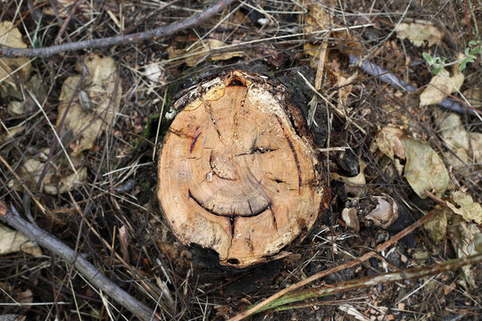 tronco cortado con marcas que parecen una cara, pareidolia
