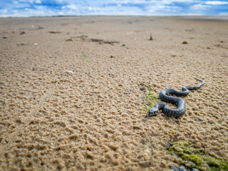 The grass snake (Natrix natrix) on a sandy beach