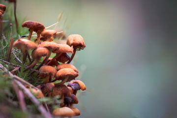 Autumn mushrooms in the forest