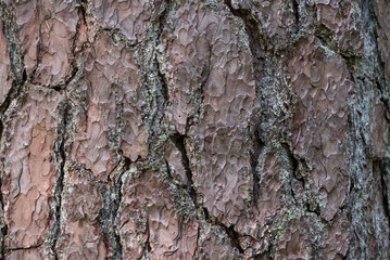 texture of pintree bark
