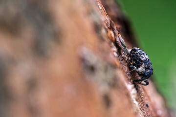 willow borer, osier weevil, and willow weevil (Cryptorhynchus lapathi) on tree bark