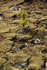 Arid and drought-cracked land with a small newly born fir