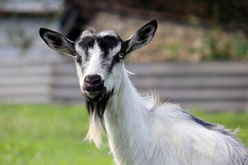 White goat with black spots looking into camera. Portrait of beautiful goat on green pasture