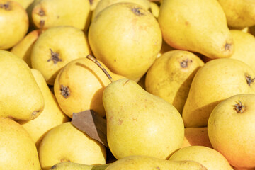 pears close-up, background image of a fresh crop of pears
