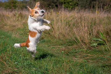 Jack Russell Terrier puppy jumping on green grass
