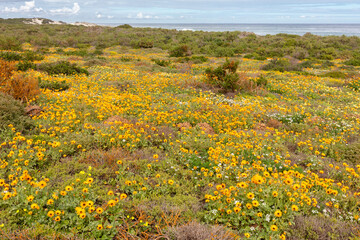 Landscape of multi-color, bright wilds flowers in late autumn and spring in Namaqualand, South Africa