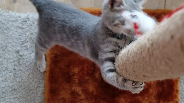 British marble kitten playing with a toy in the form of a mouse