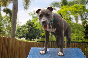 Pit bull puppy dog playing and having fun in the park. Selective focus.