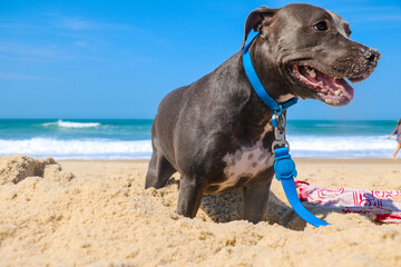 Pit Bull dog on the beach. Sunny day. Selective focus.