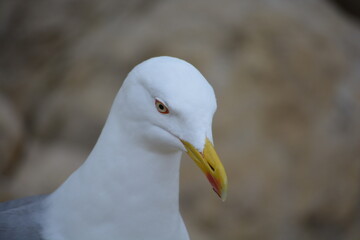 seagull