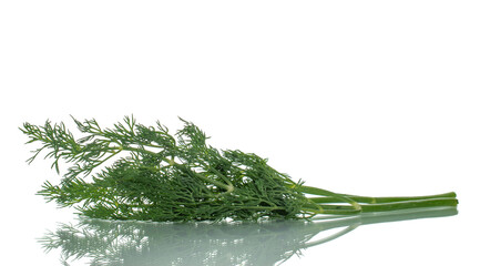 One sprig of fresh dill, close-up, isolated on white.