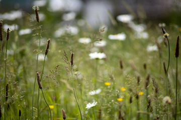 Meadows in the spring time