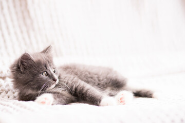 kitten in blanket,sweet kitty lies in bed,domestic animal,home pet