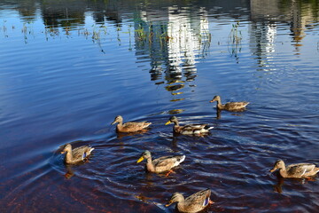 ducks on the lake - obrazy, fototapety, plakaty