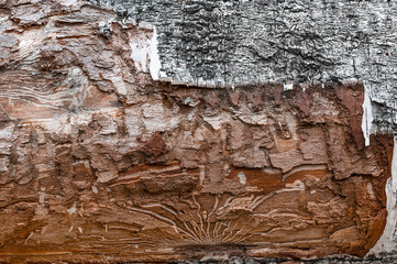 flayed bark close up. upturned bark. old wood texture