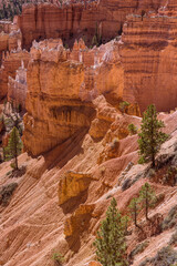 Closeup view of the pine trees growing along the ridge inside Bryce Canyon