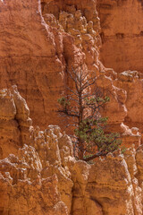 Lone tree growing among the rock formations of Bryce Canyon
