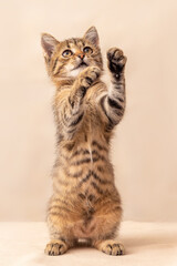 A small playful striped kitten stands on its hind legs