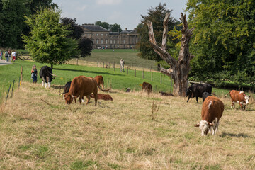 Cows grazing in the meadow on a sunny day.