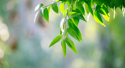 Green leaves background texture. Sunshine nature in garden. Blurred background for web banner.