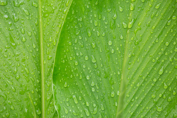 Background of Green leaves with drops of water. Drops of dew in the morning. Rain water texture.