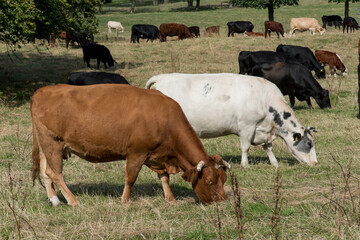 Three different coloured cows on the meadow.