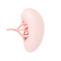 Spleen internal organ 3d illustration - obrazy, fototapety, plakaty