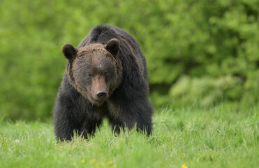 Obraz na płótnie Canvas Wild brown bear ( Ursus arctos )