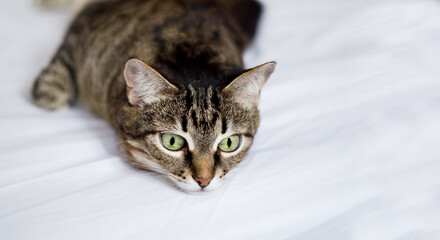 A cute striped cat looks sadly and lies on a white bed.