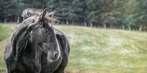 An elderly black bavarian warmblood horse on a meadow. Wide screen with text space