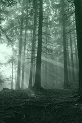 Bright rays of the sun through the fir trees. Autumn coniferous forest on a foggy morning. Dark and moody feel. Selective focus.