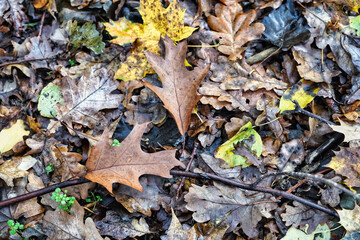 November in the woods, fallen wet leaves on the forest floor