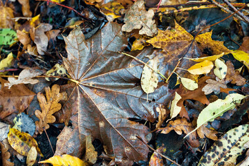 November in the woods, maple leaf lying on the foforest floor