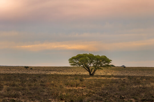 A lone african tree in Karoo grassland in South Africa