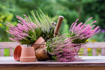 Heather seedlings to plant in pots.