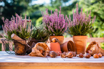 Flower bulbs and blooming heathers on the table in the garden.