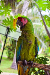 green and yellow macaw