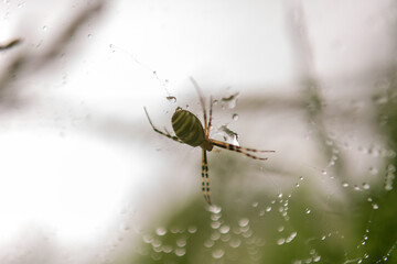 Photography to theme big tabby spider on dew web