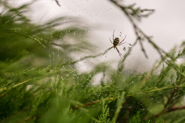 Photography to theme big tabby spider on dew web