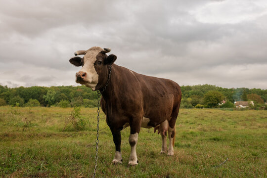Photography on theme beautiful big milk cow grazes