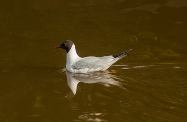 Seagull (chroicocephalus ridibundus) swims in pond