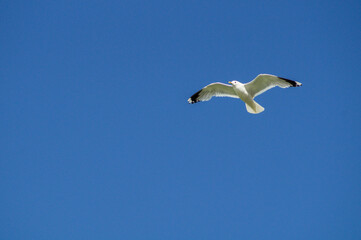 Flying seagull (Larus canus) on blue sky background