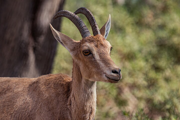 Nubian Ibex is a desert-dwelling goat species found in mountainous areas of Algeria, Egypt, Ethiopia, Eritrea, Israel, Jordan, Lebanon, Oman, Saudi Arabia, Sudan and Yemen.