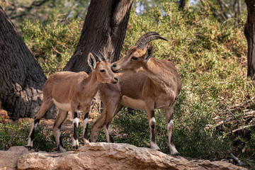 Nubian Ibex is a desert-dwelling goat species found in mountainous areas of Algeria, Egypt, Ethiopia, Eritrea, Israel, Jordan, Lebanon, Oman, Saudi Arabia, Sudan and Yemen.