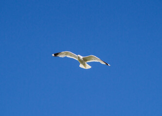 Flying seagull (Larus canus) on blue sky background